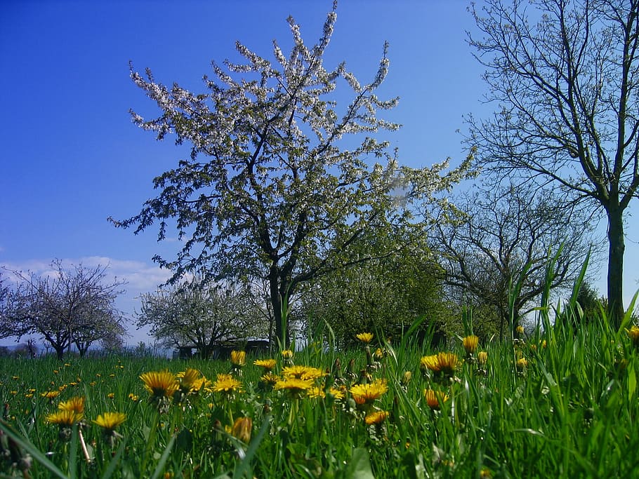 Meadow, Dandelion, Tree, Clouds, sky, plant, yellow, pointed flower HD wallpaper