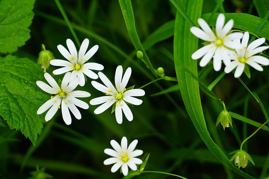 programming, stellaria holostea, addersmeat, flowers, plant HD wallpaper