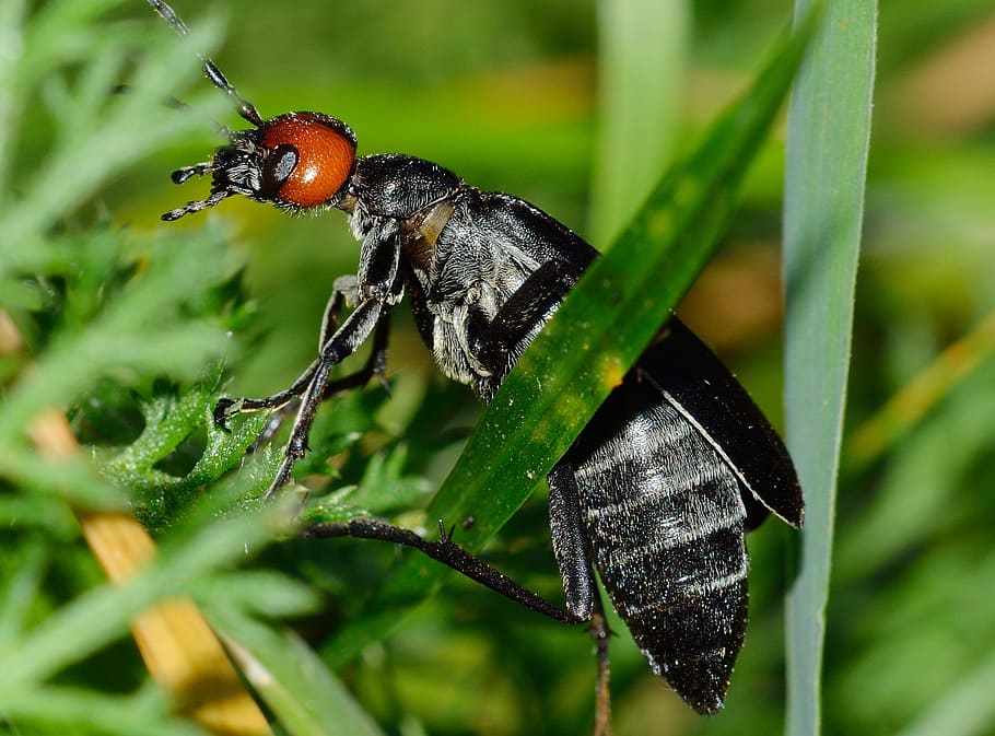 insects, beetles, nero, animal wildlife, animal themes, animals in the wild HD wallpaper