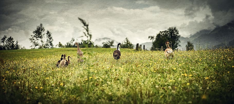 ducks, green, landscape, grass, water bird, nature, meadow HD wallpaper