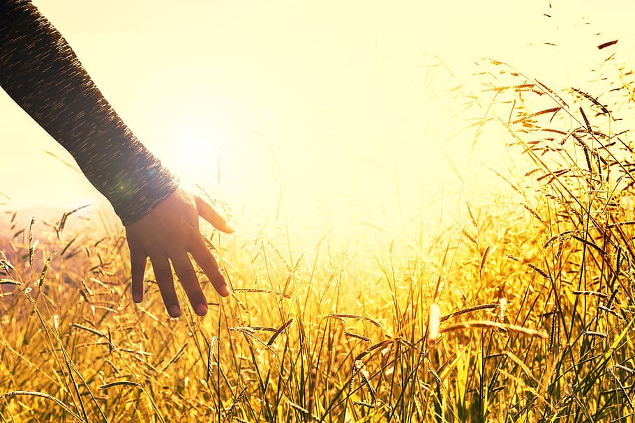 person in black long-sleeved shirt, hands, grass, peace, road HD wallpaper