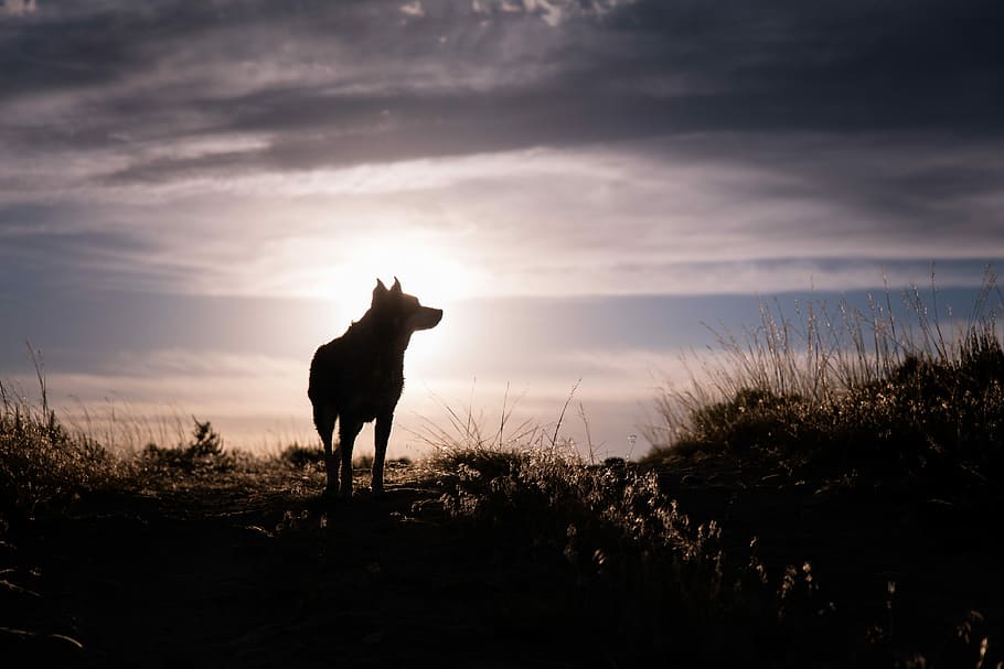 silhouette of a wolf during sunrise, silhouette wolf on grass during daytime, HD wallpaper