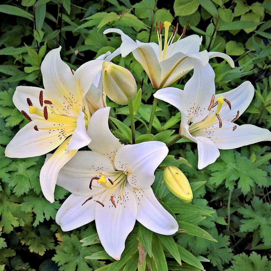 Flower, Lily, White, White Lily, Royal Lily, high growing, early.