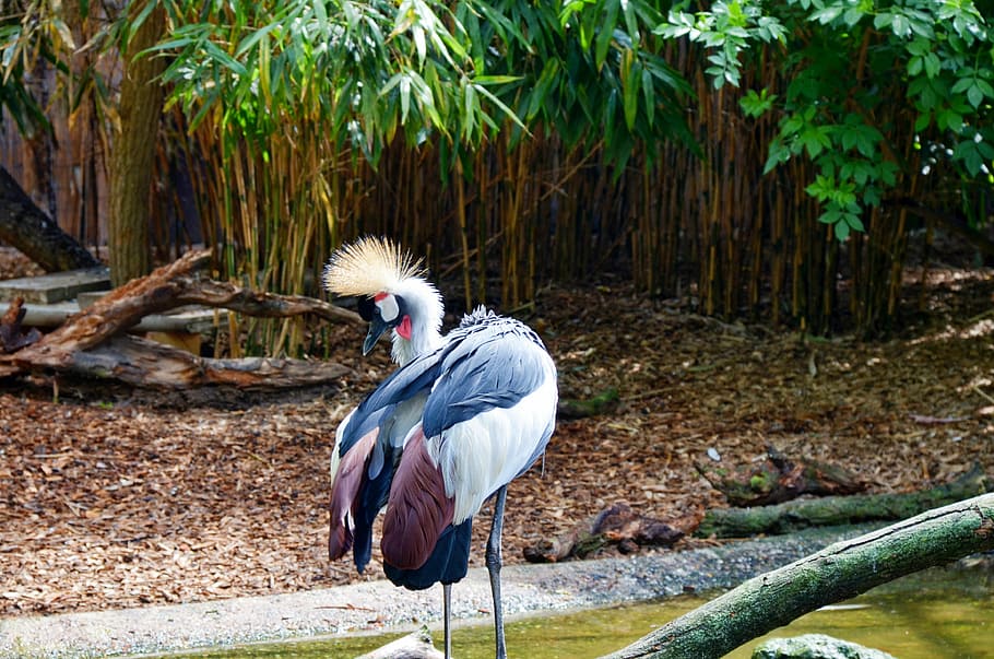 nature, tropical, bird, tree, in the, wood, park, grass, animal themes HD wallpaper