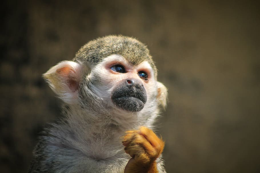 selective focus photography of primate, monkey, maki, majomféle, HD wallpaper