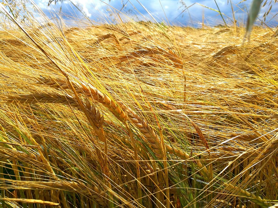 cereals, field, harvest, eifel, germany, late summer, plant HD wallpaper