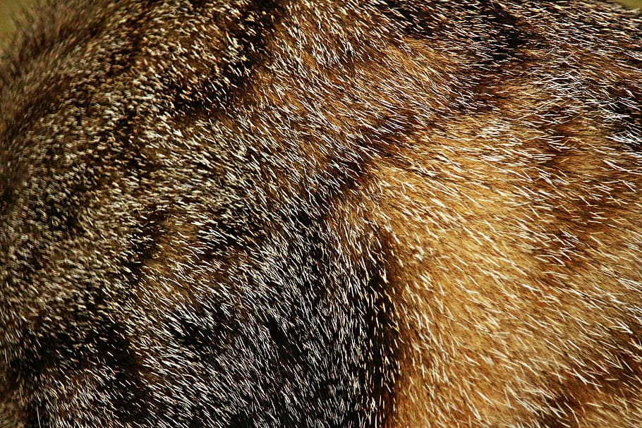 fur, mackerel, cat, mieze, tiger cat, fluffy, tiger drawing HD wallpaper