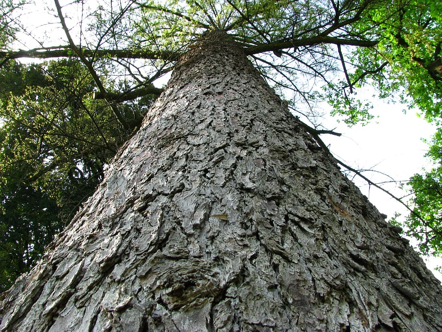 tree, bark, wood, trunk, texture, brown, forest, plant, tree trunk HD wallpaper