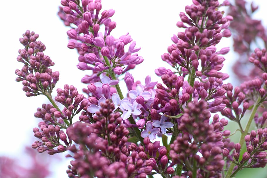 lilac, flowers, flowering, purple, flowering plant, beauty in nature, HD wallpaper