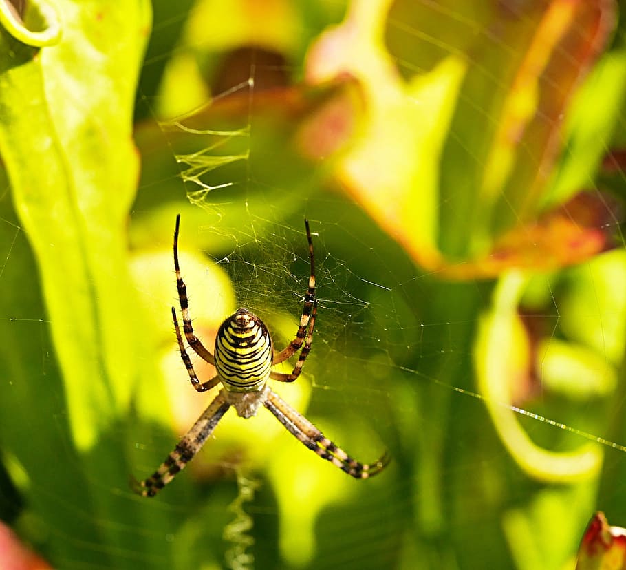spider, cobwebs, striped, nature, spider Web, insect, animal HD wallpaper
