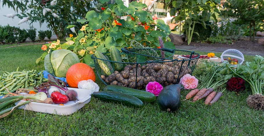assorted vegetables on grass, autumn, harvest, garden, vegetable garden