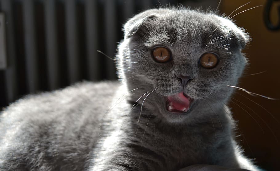 Cat, Kitten, Pet, Cute, Sweet, mieze, adidas, young cat, cat's eyes HD wallpaper