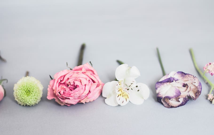 assorted-color petaled flowers, pink and white petal flower in white background HD wallpaper