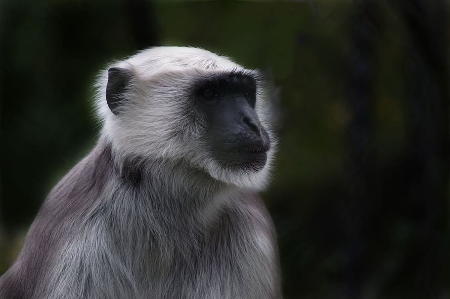 selective focus photo of gray primate, monkey, prosimian, old world monkey HD wallpaper