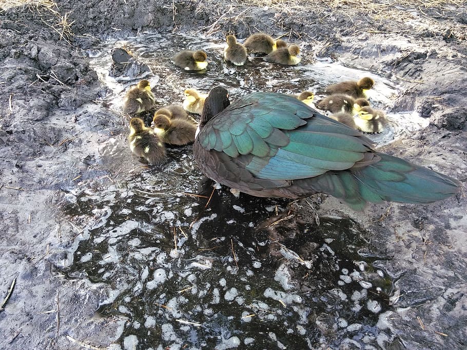 fowl, duck, ducklings, animal wildlife, bird, animal themes HD wallpaper