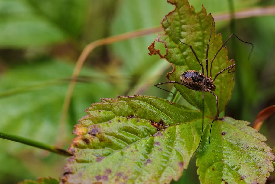 insect, leaf, plant, green, bug, nature, macro, green color HD wallpaper
