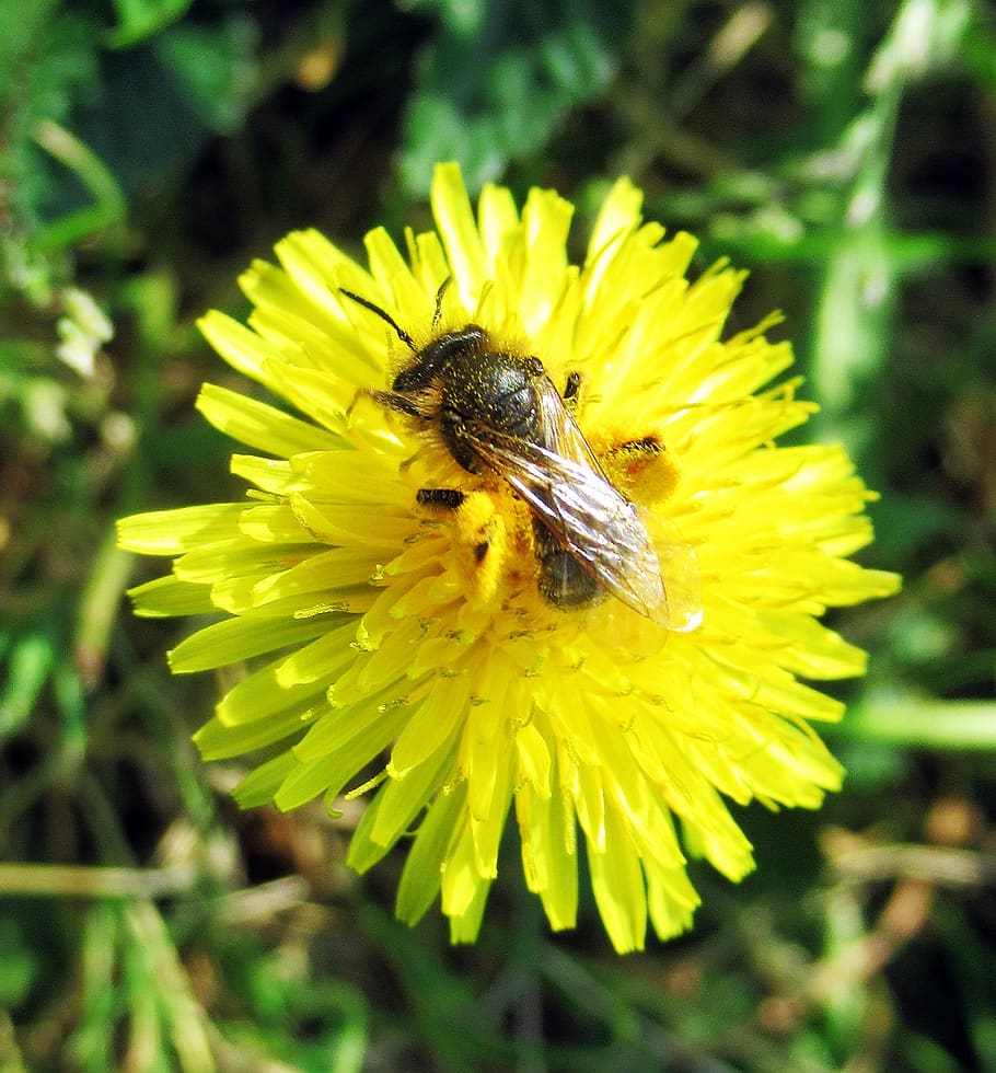 garden, spring, flower, yellow, flowering plant, animal themes HD wallpaper