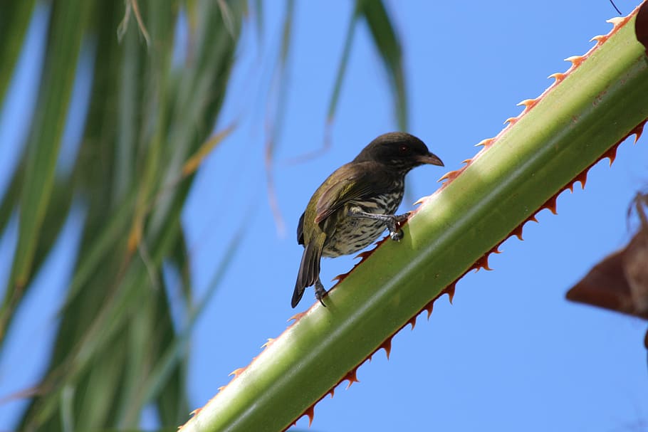 palmchat, dulus dominicus, bird, palm branches, barb, animals, HD wallpaper