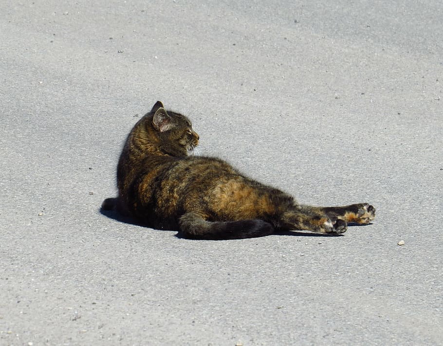cat, pets, out, concerns, road, ground, animal, animal themes HD wallpaper
