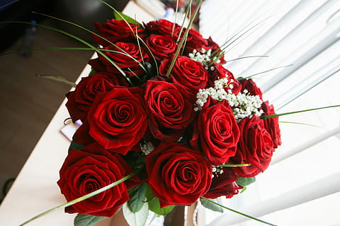 Girls Love Roses, flowers, red, rose - Flower, bouquet, nature HD wallpaper