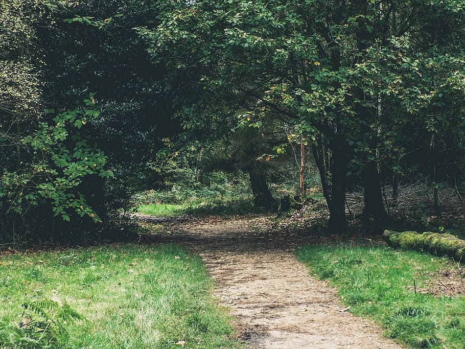 green, grass, trail, path, park, trees, leaves, outdoors, nature HD wallpaper
