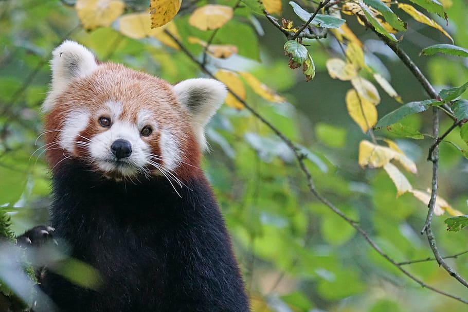 short-fur brown and black animal beside leaf, panda, red panda, HD wallpaper