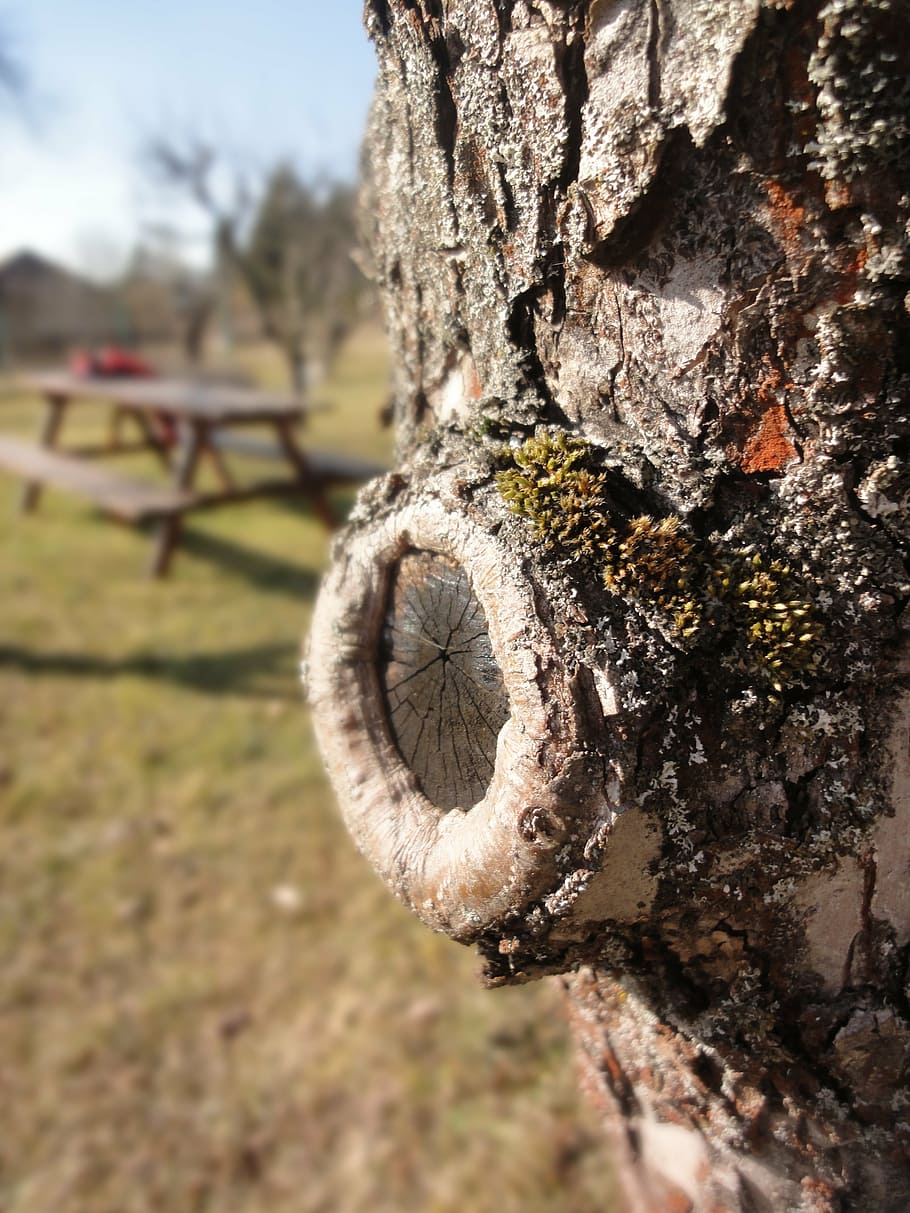 tree, plant, nature, apple tree, bark, strain, spring, moss HD wallpaper