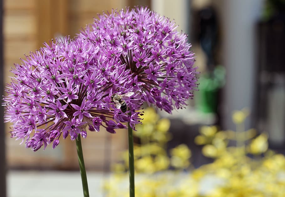 allium, blossom, bloom, incomplete, nature, leek, ornamental plant HD wallpaper