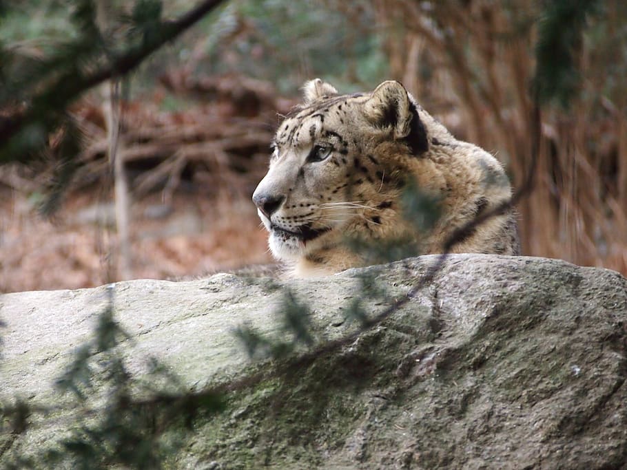 snow leopard, animal, forest, animal wildlife, animal themes HD wallpaper
