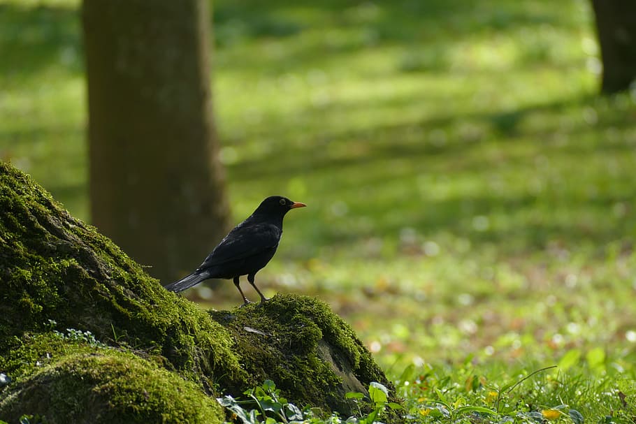 Bird, Waiting, For, Love, Love, Nature, one animal, animals in the wild HD wallpaper