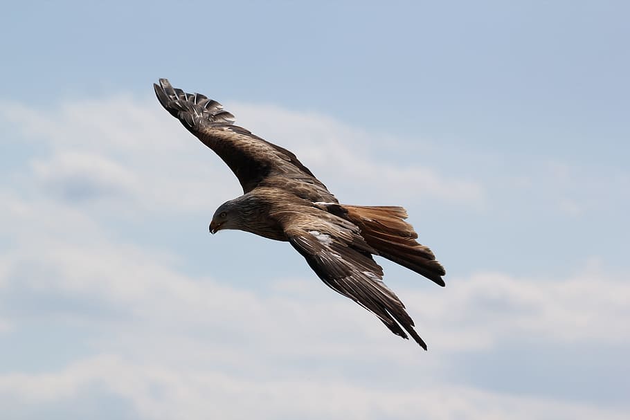 hawk flying in sky, birds, eagle, animal, animal themes, animal wildlife HD wallpaper