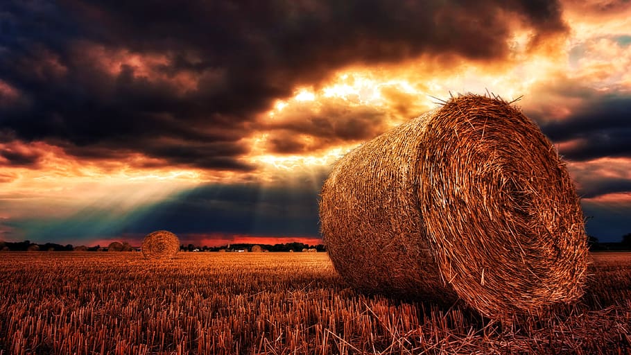 brown rolled leave on brown grass field, nature, sunset, dawn HD wallpaper