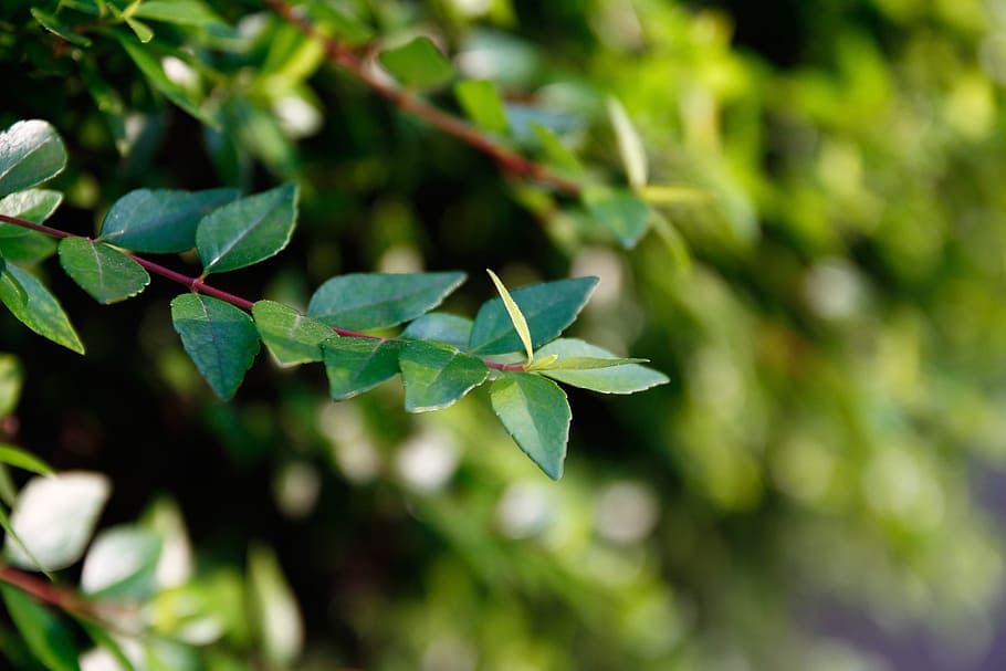 green leaf, background, desktop, plant part, green color, growth HD wallpaper