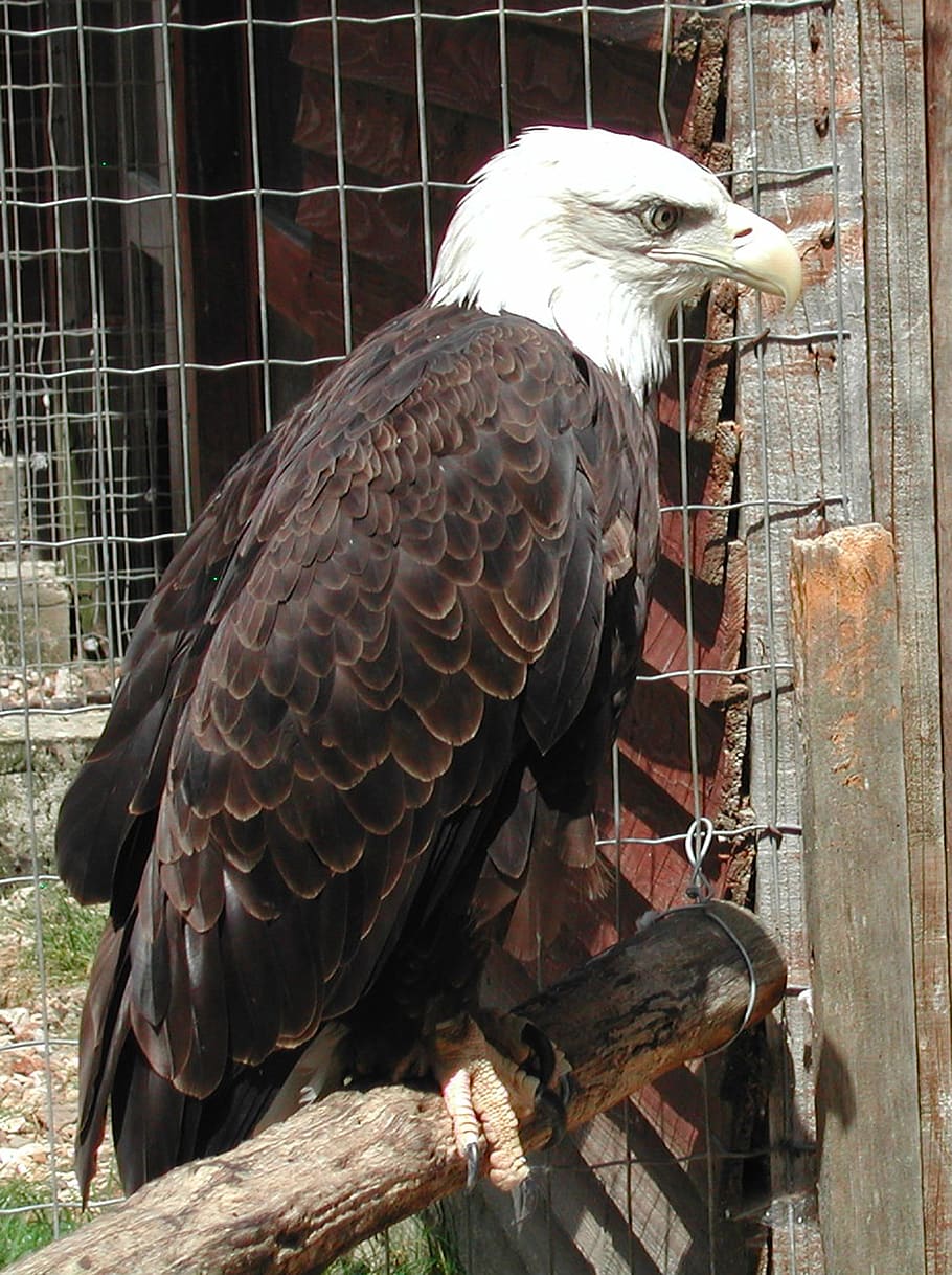 raptor, eagle, bald eagle, bird, vertebrate, animal, animal themes HD wallpaper