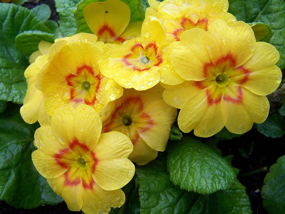 Primula, Yellow, Primrose, Spring, Flower, yellow primrose HD wallpaper