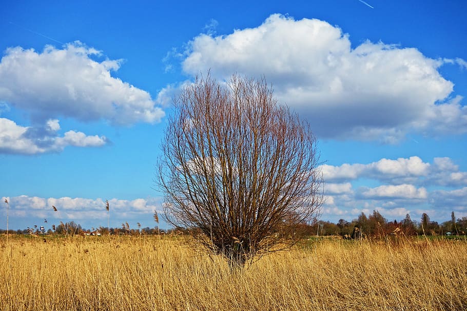 bare tree under blue and white sky, willow, pollard, pollarded willow HD wallpaper