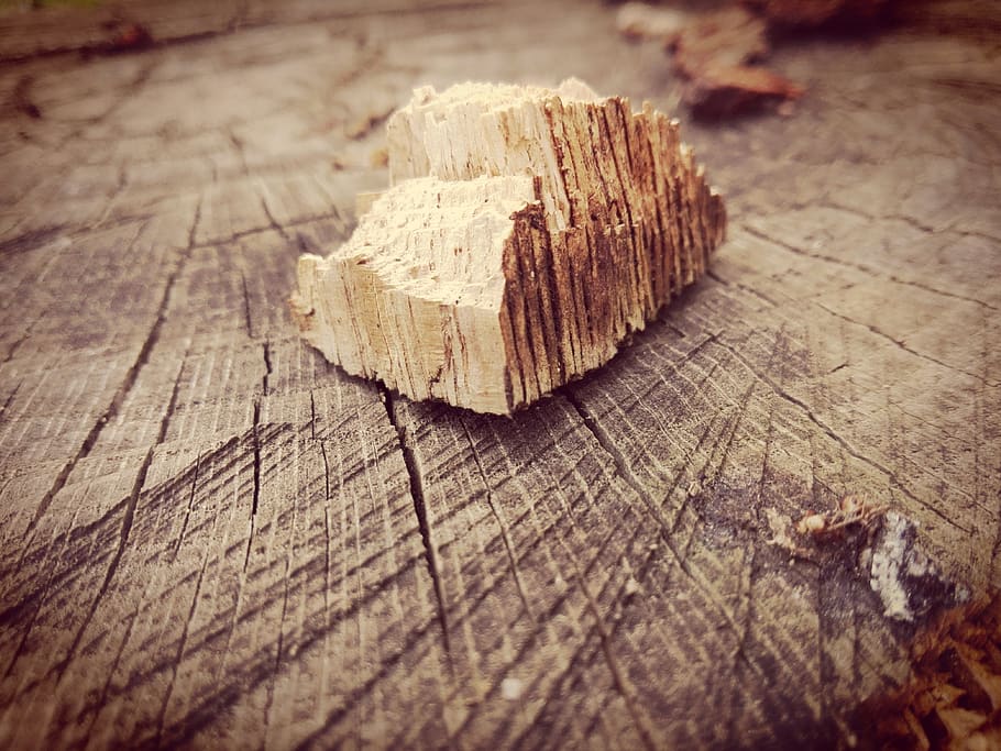 wood, forest, trees, wood - material, selective focus, close-up HD wallpaper