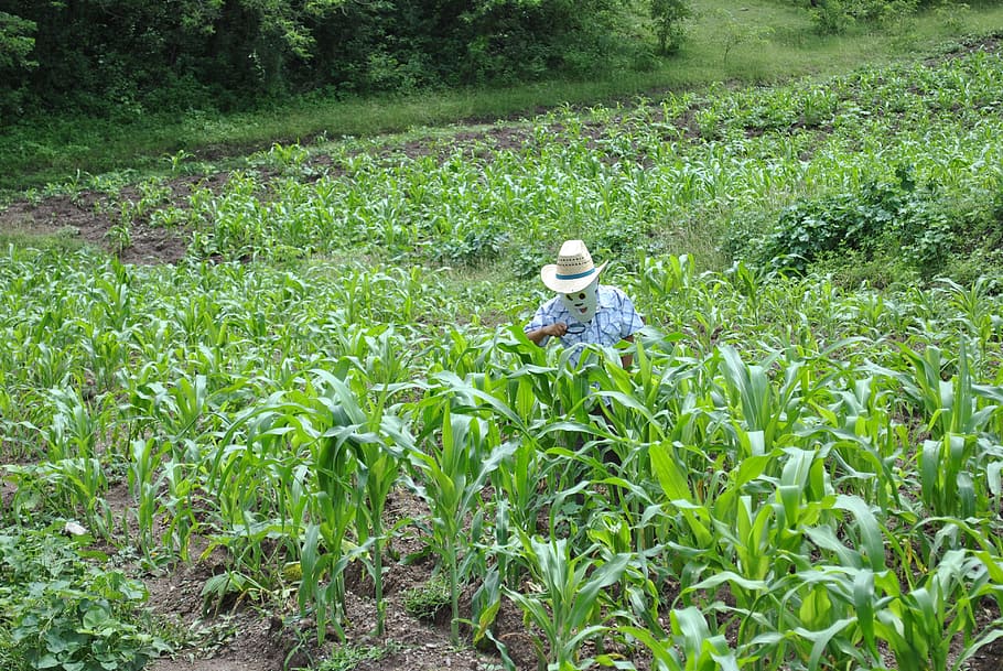 corn, maize field, super torito, plant, growth, land, green color HD wallpaper