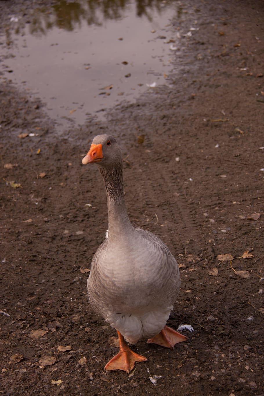 single, goose, bird, animal, farm, country, pond, facilities HD wallpaper