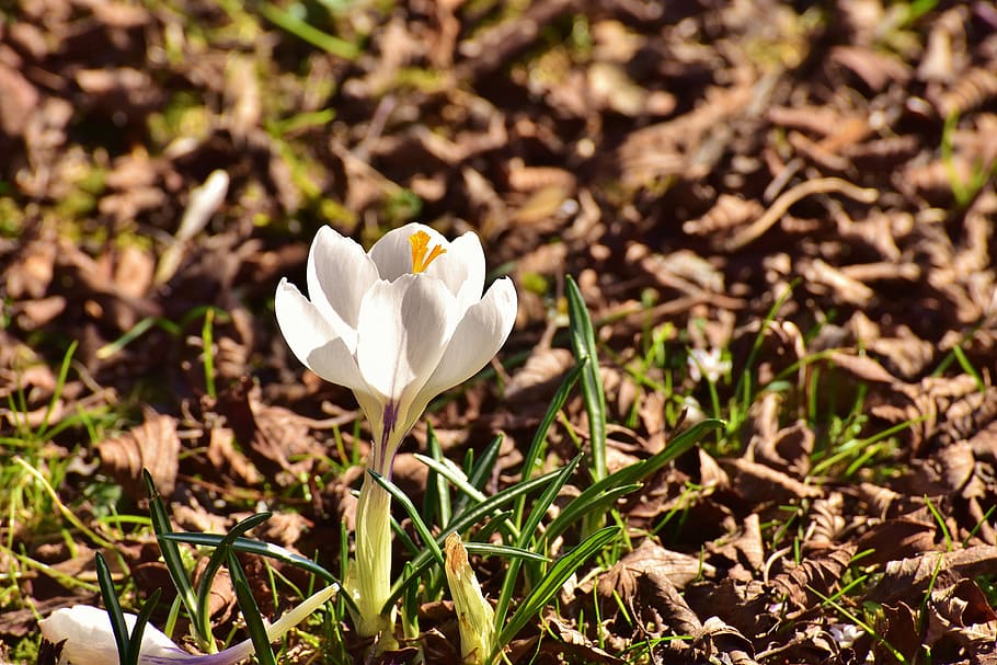 white petaled flower, crocus, spring, spring flower, blossom HD wallpaper