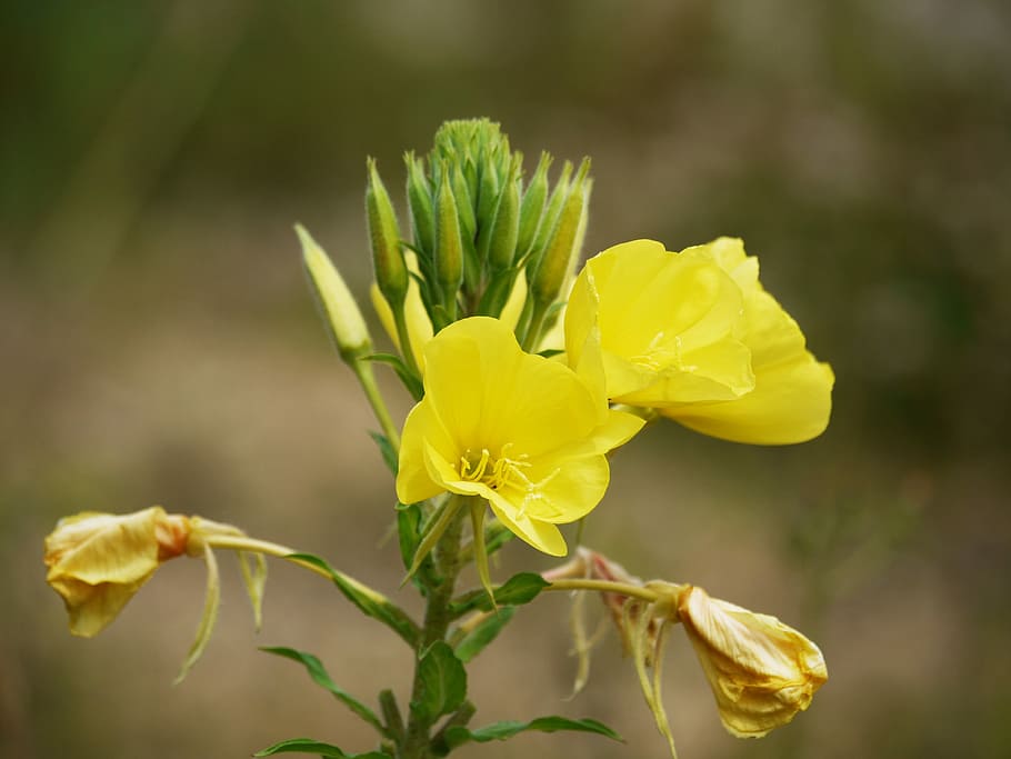 Pink Evening Primrose, Blossom, Bloom, yellow, pointed flower
