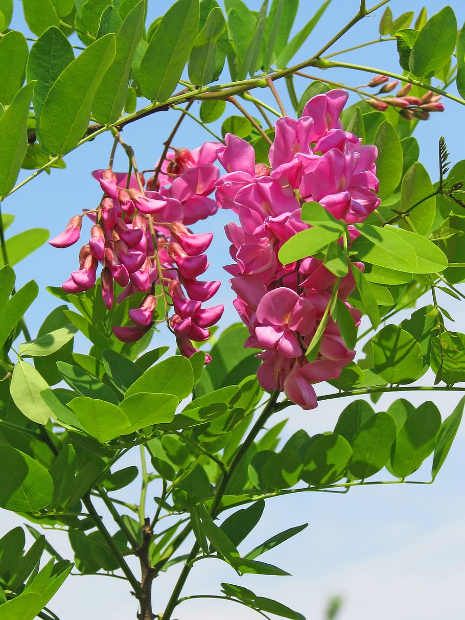 pink acacia, flowers, pink flower, green leaves, plant, beauty