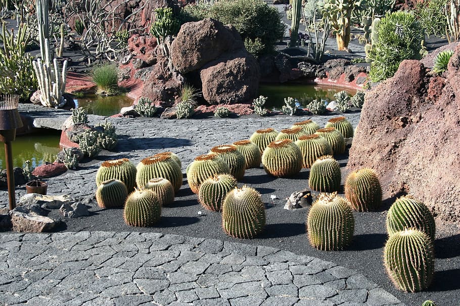 cactus, lanzarote, museum, solid, rock, nature, no people, plant HD wallpaper