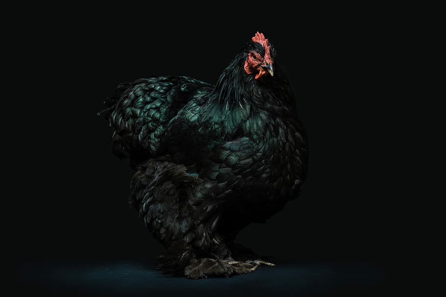 black hen, black and red hen, chicken, feather, beak, dark, bird