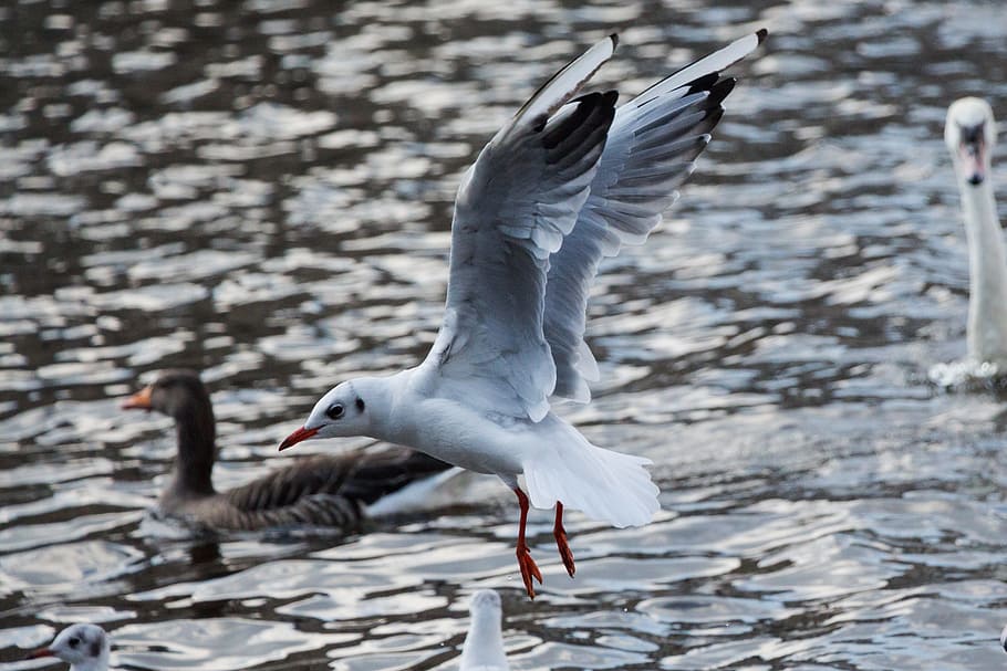 seagull, water, fly, river, bird, animal, wind, on the water HD wallpaper