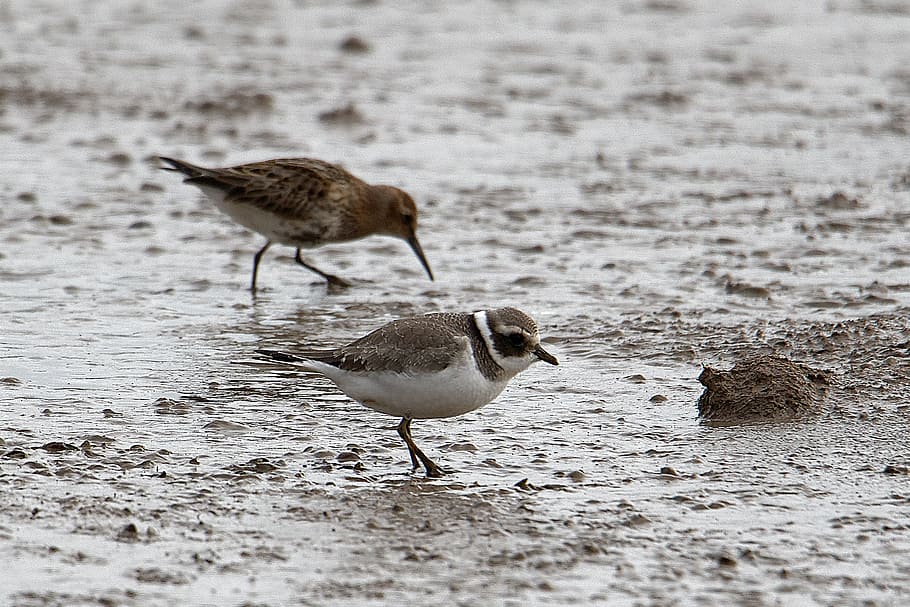ringed-plover, seabird, mud, wader, animal themes, animal wildlife HD wallpaper
