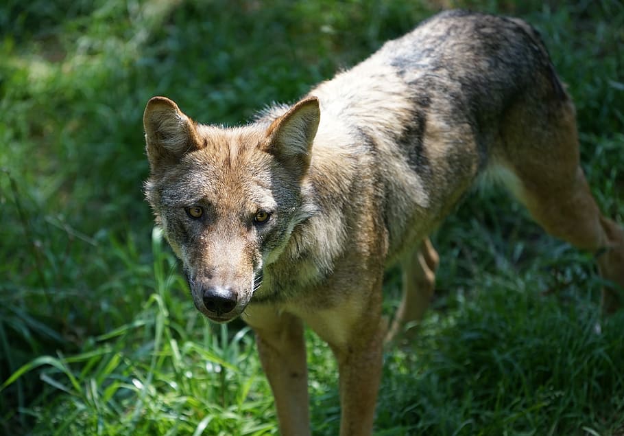 Wolf, Zoo, Cute, Predator, Deer Park, canine, carnivores, hunter HD wallpaper