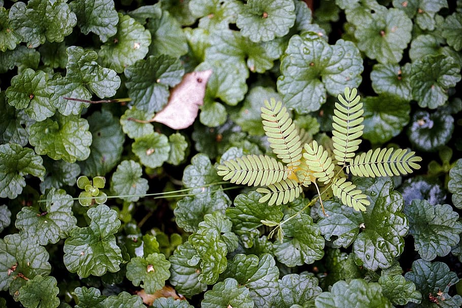 leaf, leaves, flora, nature, green, plant, tree, foliage, spring HD wallpaper