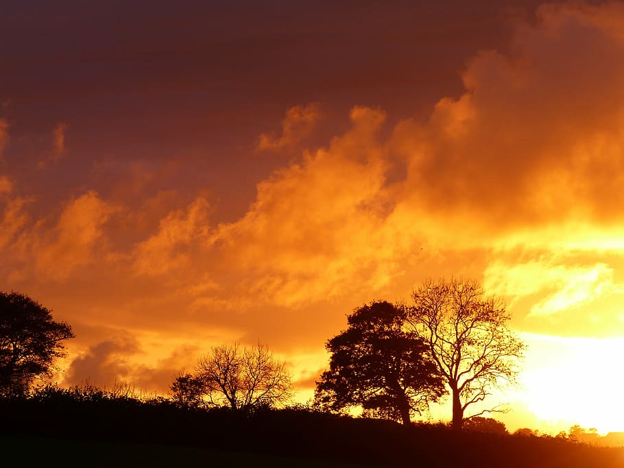 sunset, fire, tree, flame, red, orange, sky, cloud - sky, plant HD wallpaper