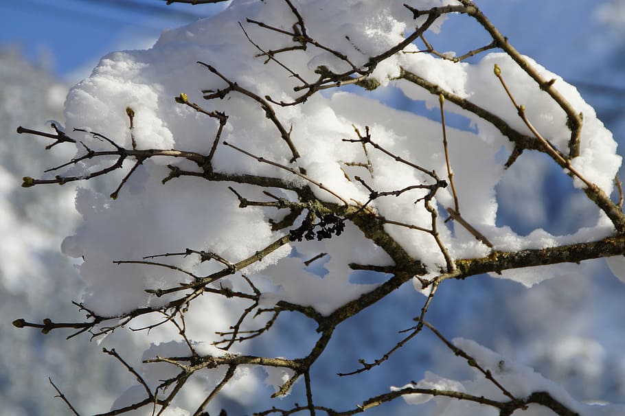 snowy, branch, branches, tree, close, winter, winter dream HD wallpaper